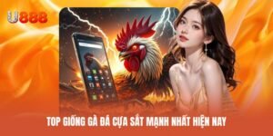 Top giống gà đá cựa sắt nổi bật hàng đầu